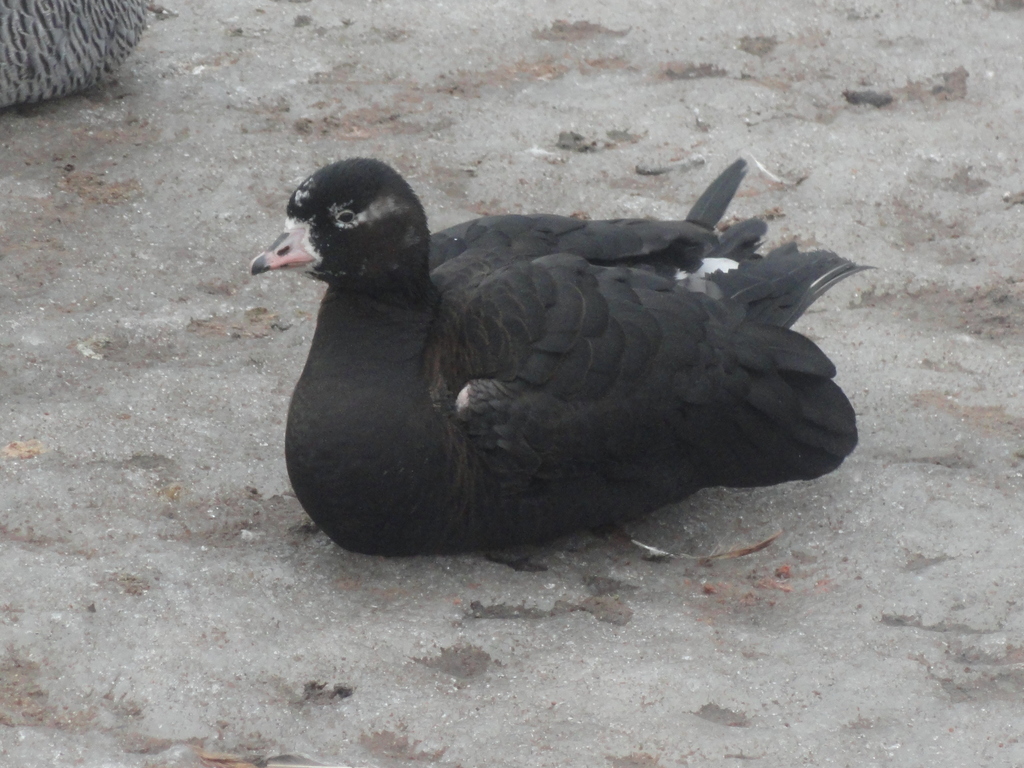 Lesser White-fronted Goose