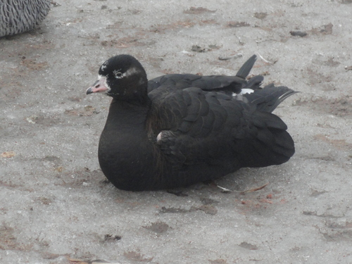 Lesser White-fronted Goose