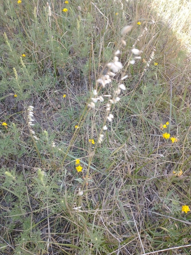 Melica brasiliana observed 2025-01-07
