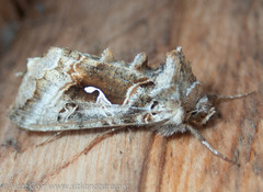 Autographa pseudogamma