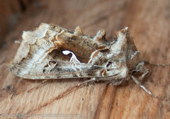 Autographa pseudogamma