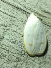 Durrantia piperatella