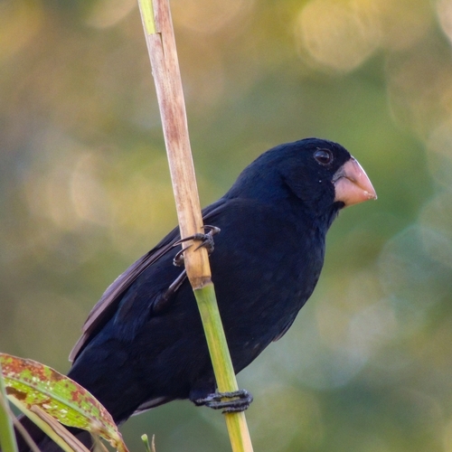 Nicaraguan Seed Finch (Sporophila nuttingi), photo 4