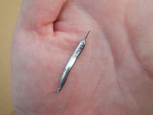 Cape halfbeak (Hyporhamphus capensis) — Hemiramphidae — 3