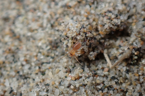 Orchestina pavesii