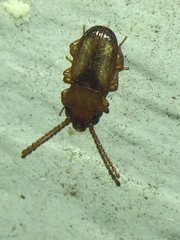 Laemophloeus terminalis