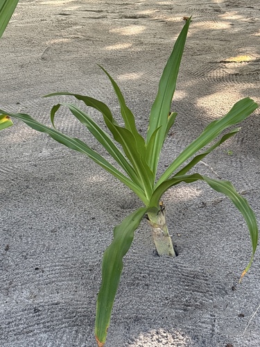 Foto de Açucena do brejo