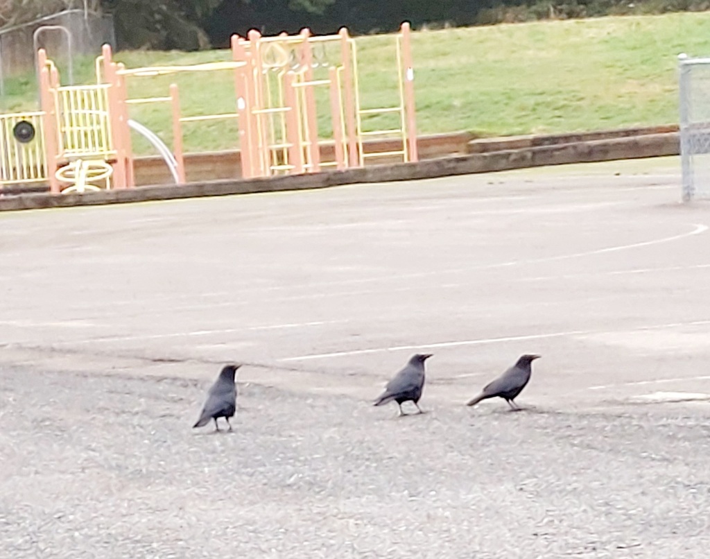 January Crow American Crow from Snohomish County, US-WA, US on January 7, 2025 at 08 ...
