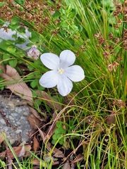 (c) Adele SL, some rights reserved (CC BY) Wahlenbergia rivularis, photograph (c) Adele SL, some rights reserved (CC BY)