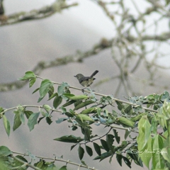 Diglossa sittoides