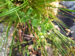 (c) Adele SL, some rights reserved (CC BY) Wahlenbergia rivularis, photograph (c) Adele SL, some rights reserved (CC BY)