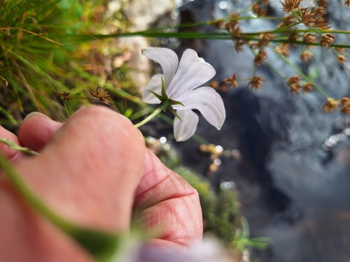 Wahlenbergia rivularis, photograph 4