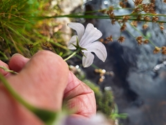 (c) Adele SL, some rights reserved (CC BY) Wahlenbergia rivularis, photograph (c) Adele SL, some rights reserved (CC BY)
