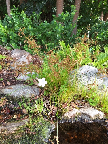 Wahlenbergia rivularis, photograph 5