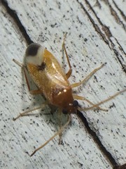 Ceratocapsus apicalis
