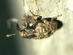 Pheloconus cribricollis