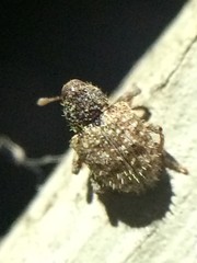 Pheloconus cribricollis