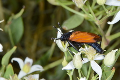 Mydas xanthopterus