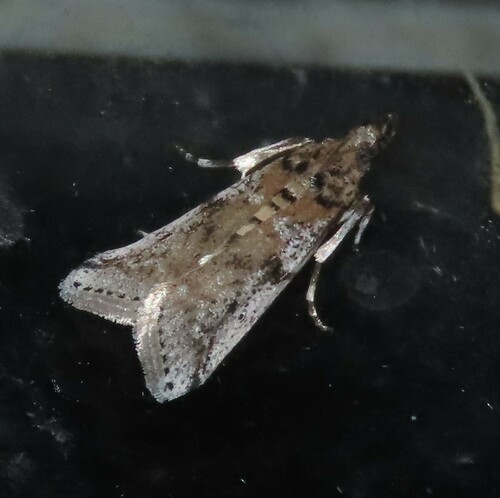 Scale-feeding Snout photo 4