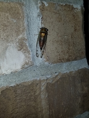 Diceroprocta delicata