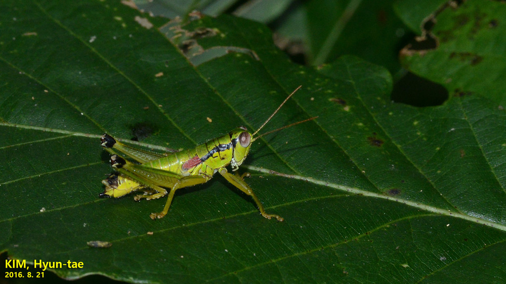 Anapodisma beybienkoi