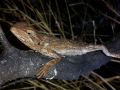Pogona minor