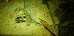 Occidozyga lima