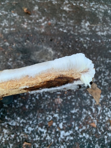 Sklaidžioji vaškaplutė nuotrauka