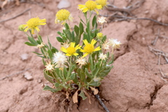 Gaillardia spathulata