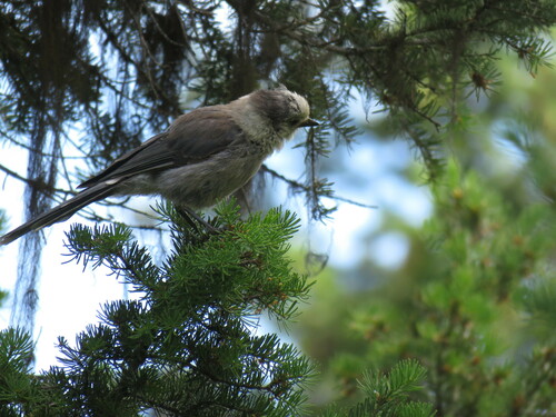 iNaturalist observation 2018-07-04