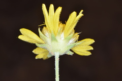 Gaillardia spathulata