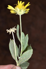 Gaillardia spathulata