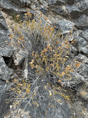 Image of Salvia mohavensis by (c) Matt Berger, some rights reserved (CC BY)
