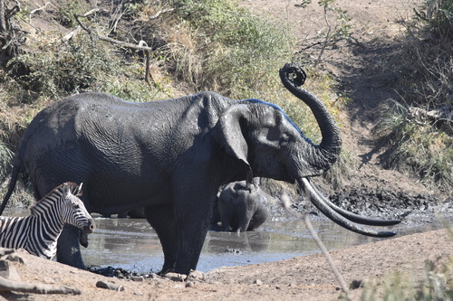 African Savanna Elephant, photo 8 of 10