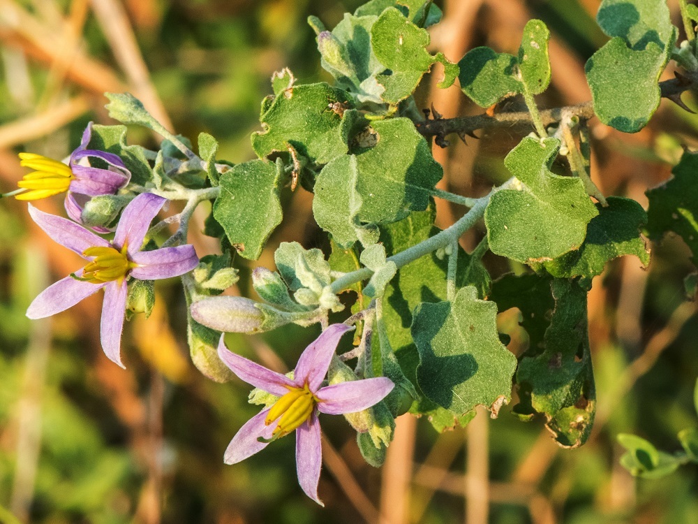 Solanum forskalii