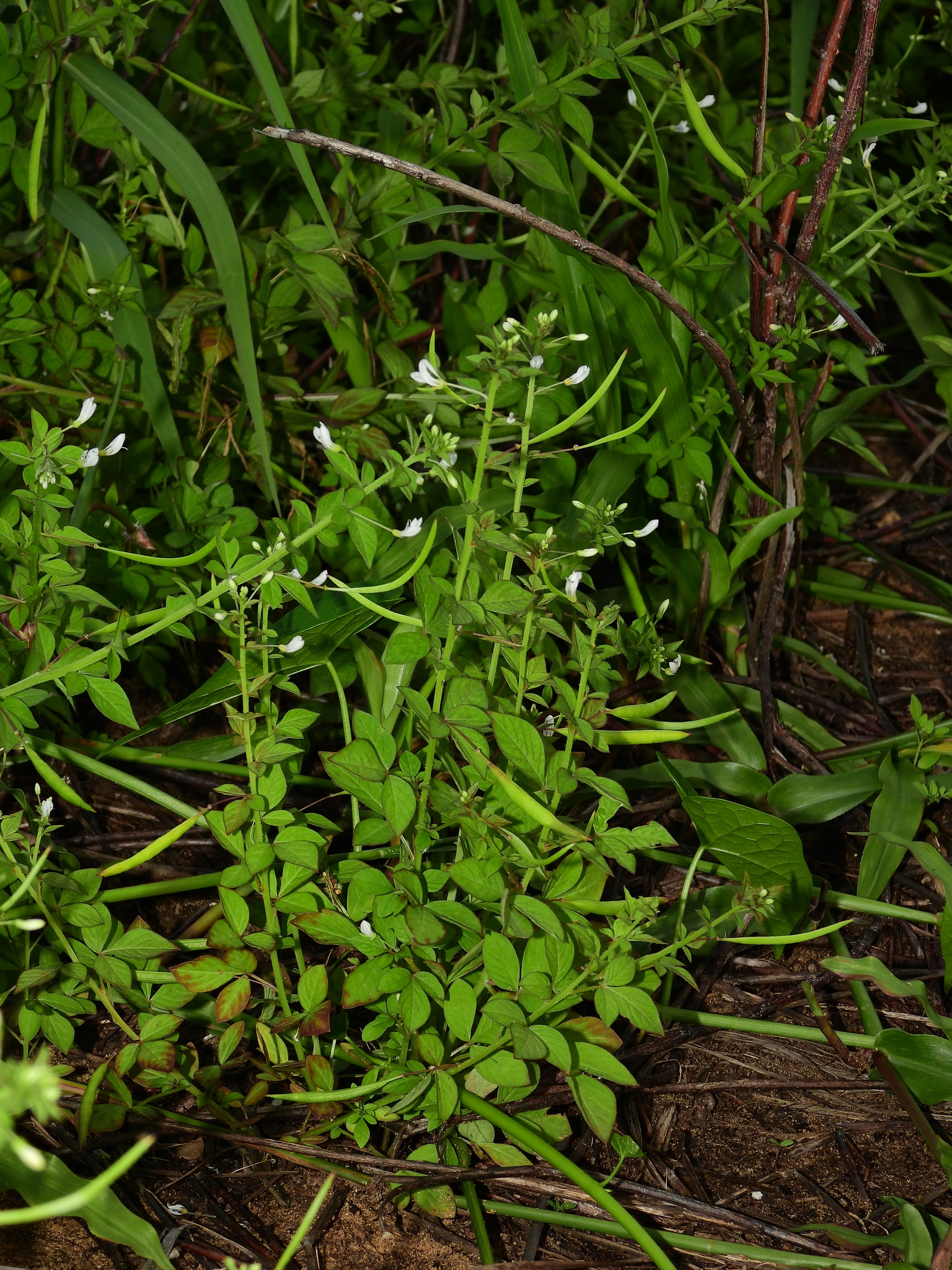Imagem de Flor de Aranha