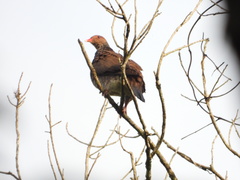 Patagioenas speciosa