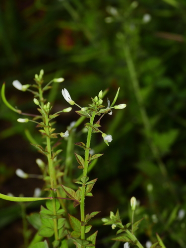 Foto de Flor de Aranha