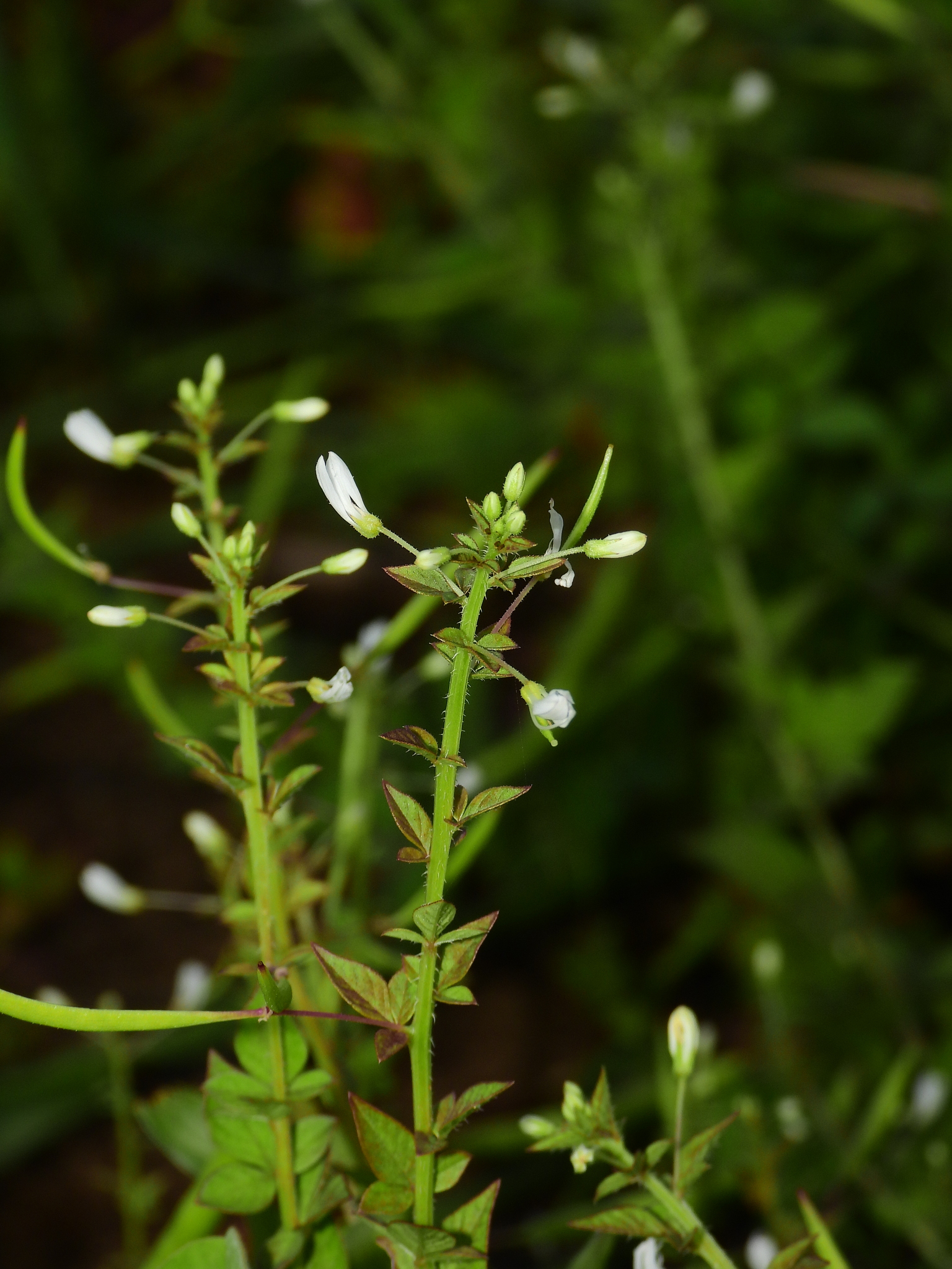 Imagem de Flor de Aranha