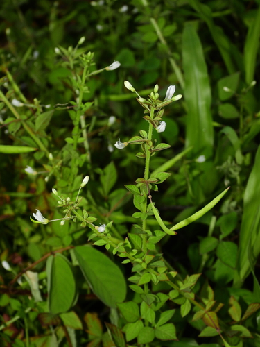 Foto de Flor de Aranha