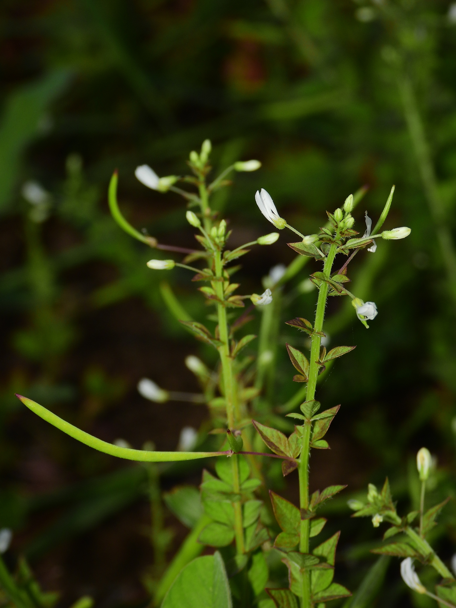 Imagem de Flor de Aranha