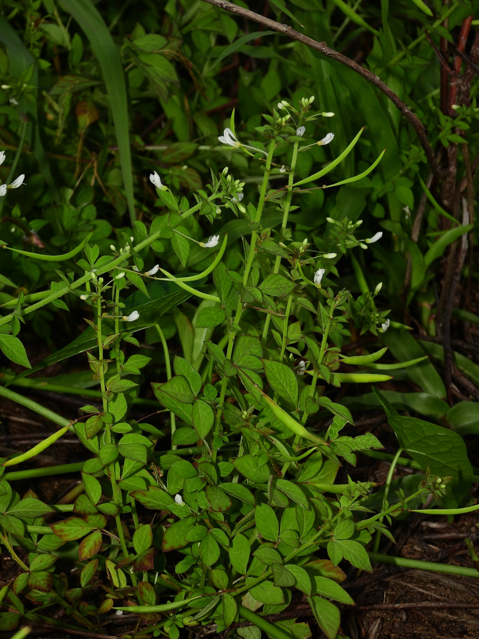 Imagem de Flor de Aranha