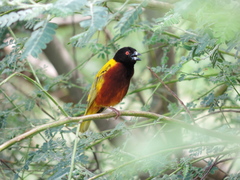 Ploceus jacksoni