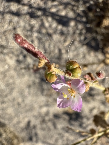 Chylismia heterochroma (Chylismia heterochroma)