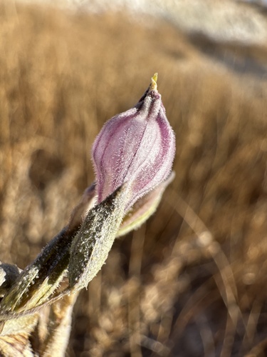 Image of Chloropyron tecopense by (c) Matt Berger, some rights reserved (CC BY)