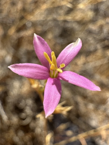 Image of Zeltnera namatophila by (c) Matt Berger, some rights reserved (CC BY)
