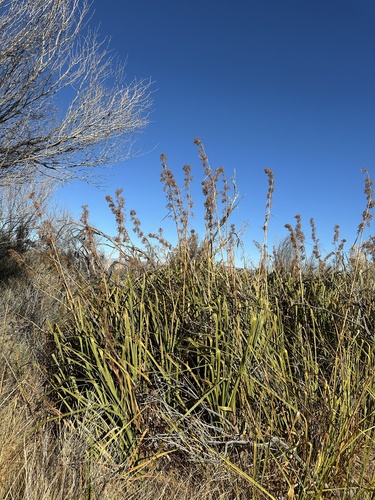 Image of Cladium californicum by (c) Matt Berger, some rights reserved (CC BY)