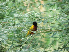 Ploceus jacksoni