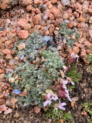 Eritrichium argenteum