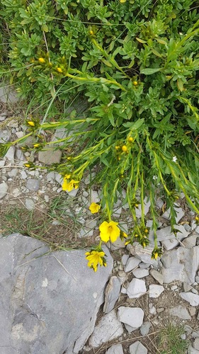 Linum capitatum (Linum capitatum)